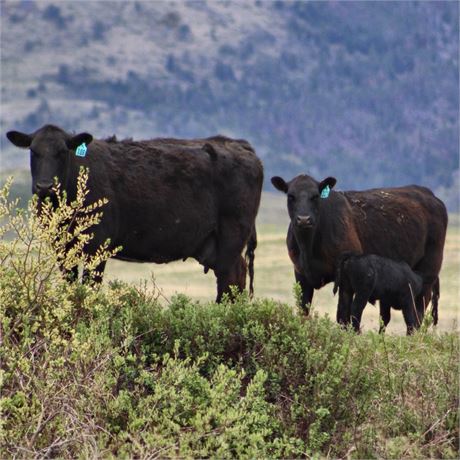 Young Cow Calf Pairs  | Chester, Montana