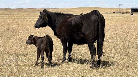 First Calf Pairs | Dunning, Nebraska