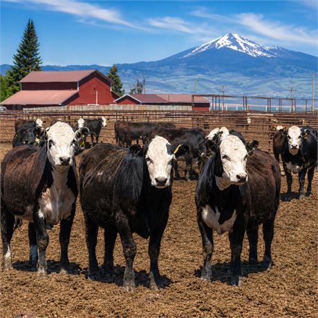 Black Baldy Replacement Heifers | Dillon, Montana