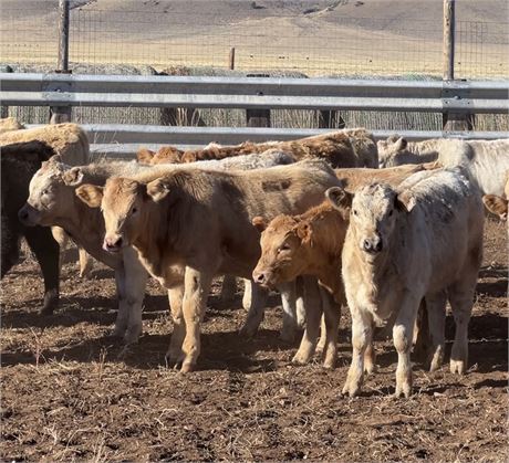 Charolais Cross Steer Calves | Dillon, Montana