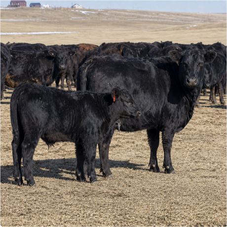 Black Angus Fall Calving Bred Cows | Fairfield, Montana