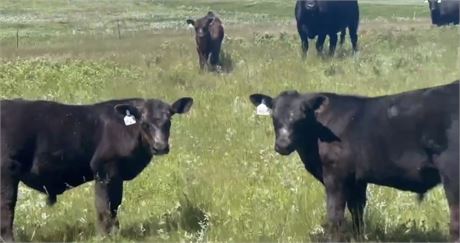 Black Angus Steer Calves | Berthold, North Dakota