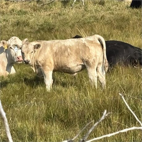20 Charolais Steer Calves | 625 lbs | Drummond, Montana