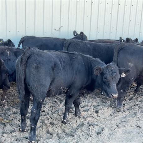 SimAngus Heifer Calves | Raynesford, Montana