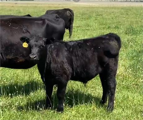 78 Head | Steers | 650 lbs | Boulder, Montana