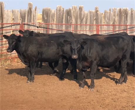 Black Angus Yearling Steers | Ashland, Montana