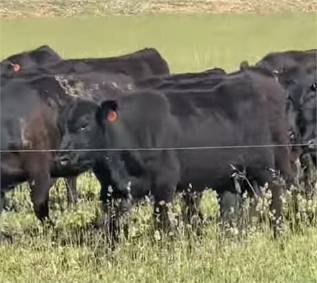 Yearling Spayed Heifers at Alder, Montana