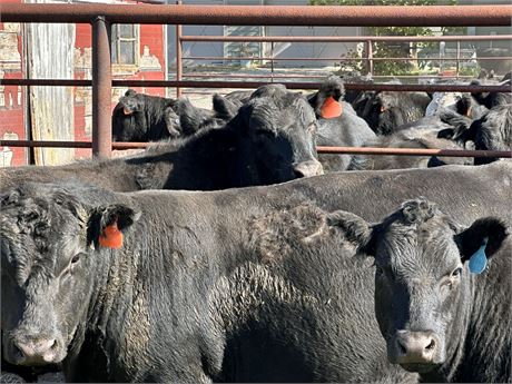 Feeder Steers | Watford City, North Dakota
