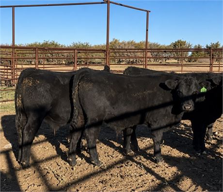 50 Black Steer Calves | 690 lbs | Sheridan, Montana