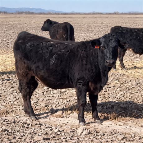 SimAngus Cow Calf Pairs | Alamosa, Colorado