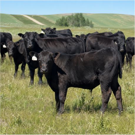Black Angus Steer Calves | Berthold, North Dakota