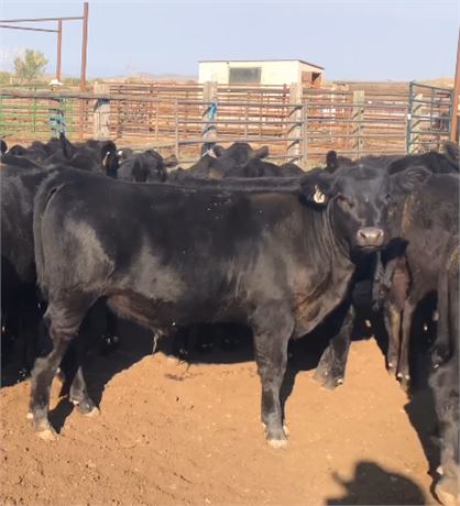 Black Angus Steer Calves | Buffalo, Wyoming