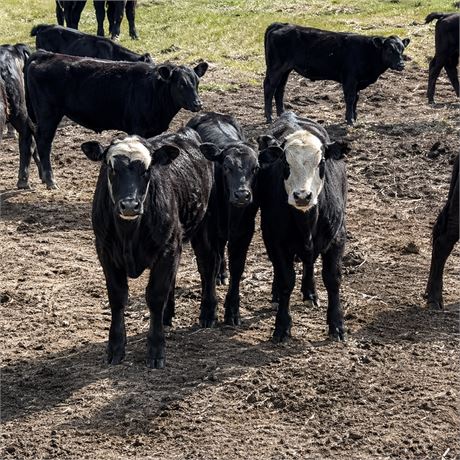 Black Angus & Baldy Steer Calves | Wing, North Dakota