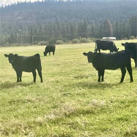 60/35 Str/Hfr Calves | 660/635 lbs | Arlee, Montana