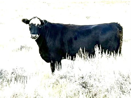 42 Black Baldy Bred Heifers | March-April Calvers | Havre, Montana