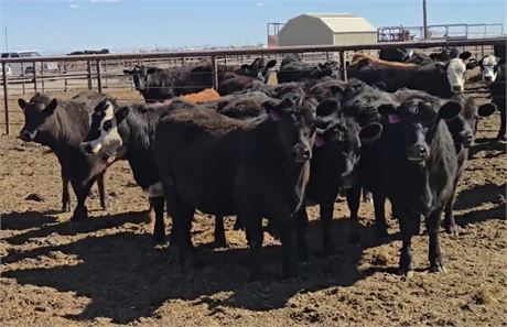 Angus & Sim Angus Replacement Heifers | Center, Colorado