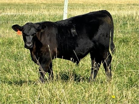 Fall Delivery Steer Calves | Gillette, Wyoming (EXAMPLE LOT)