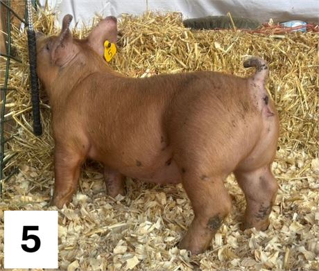 Lot 5 | Gilt | Duroc Cross