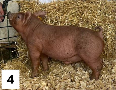 Lot 4 | Barrow | Duroc Cross