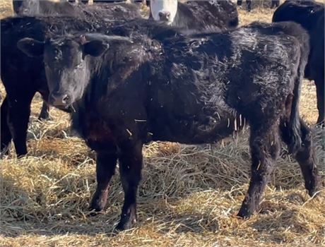 Weaned Steer Calves | Bridger, Montana