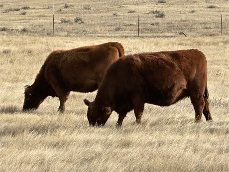 Red Angus Bred Heifers | Harlowton, Montana