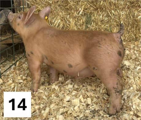 Lot 14 | Barrow | Duroc Cross