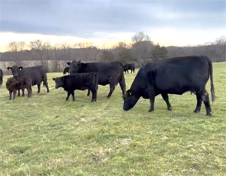 Black Angus Fall Calving Cows | Marshville, North Carolina
