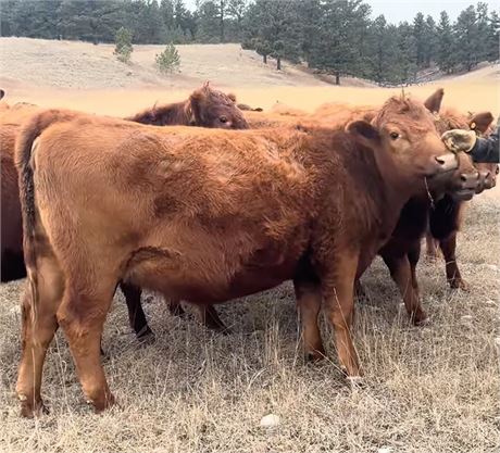 Red Angus Bred Heifers | Harlowton, Montana