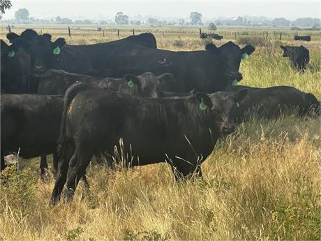 85 Steer Calves | 560 lbs | Helena, Montana