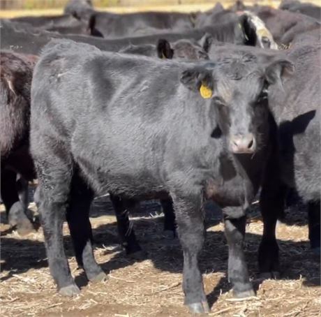 77 Black Angus Heifer Calves | 485 lbs | Columbus, Montana
