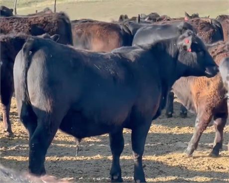 Unweaned Sim Angus Calves | Fairfield, Montana