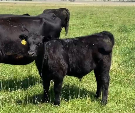 70 Steer Calves | 650 lbs | Boulder, Montana