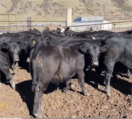 SimAngus Steer Calves | Raynesford, Montana