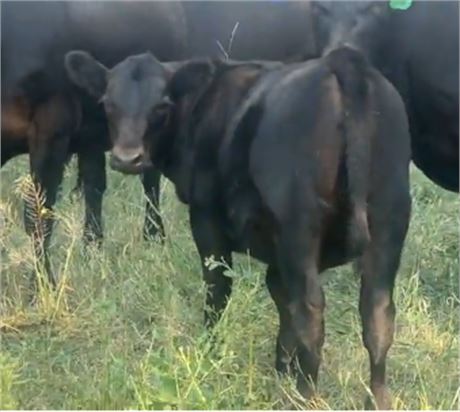 30 Heifer Calves | 525 lbs | Helena, Montana