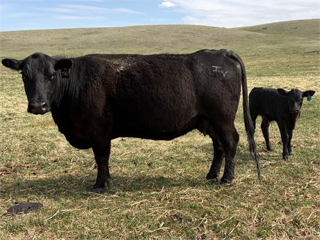Running Age Cow Calf Pairs  | Chester, Montana