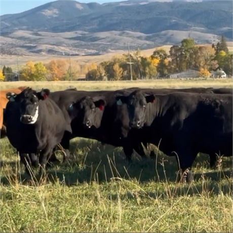 40 Bred Cows | April - May Calvers | Alder, Montana