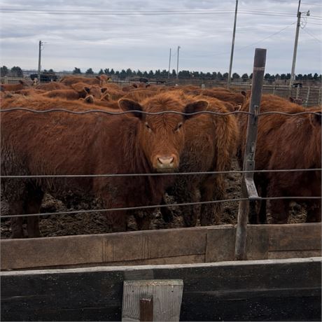Red Angus Open Replacement Heifers | Carrington, North Dakota