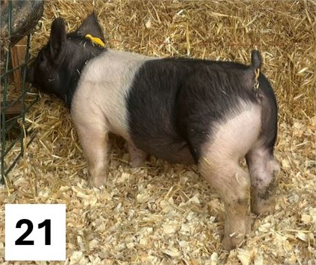 Lot 21 | Gilt | Hampshire Cross