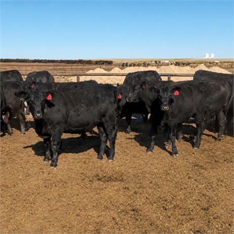 Black Angus Bred Heifers | Fowler, Colorado