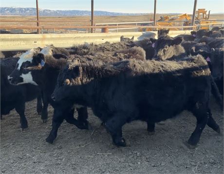 2-Way Heifers | Deaver, Wyoming
