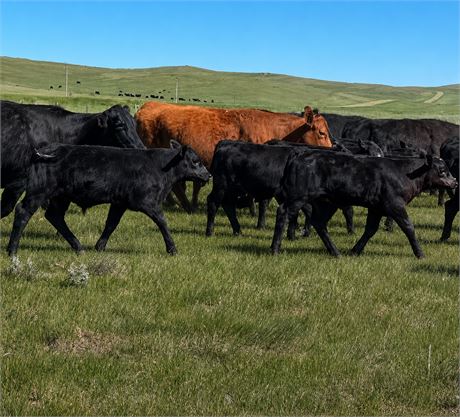 Black Angus & Black Baldy Steer Calves | Dickinson, North Dakota