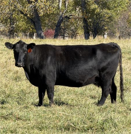 20 Bred Cows | March 1 - April Calvers | Fishtail, Montana