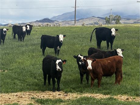Spayed Grass Heifers | Alder, Montana