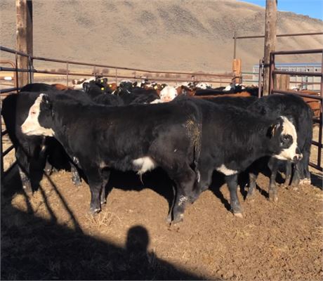 Black & Red Baldy Steer Calves | Monida, Montana