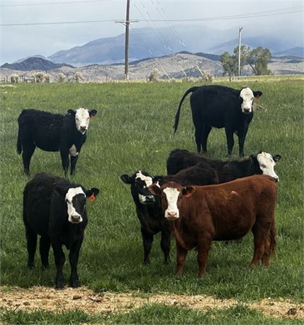 Spayed Grass Heifers | Alder, Montana