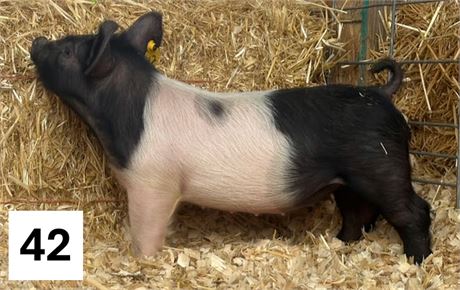 Lot 42 | Gilt | Hampshire Cross