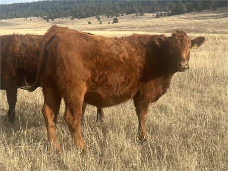 Red Angus Bred Heifers | Harlowton, Montana