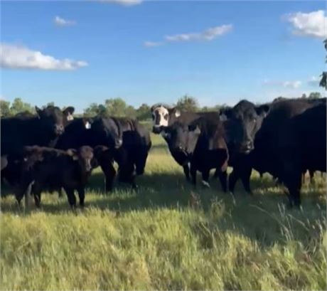 Black Angus Steer Calves | Halliday, North Dakota
