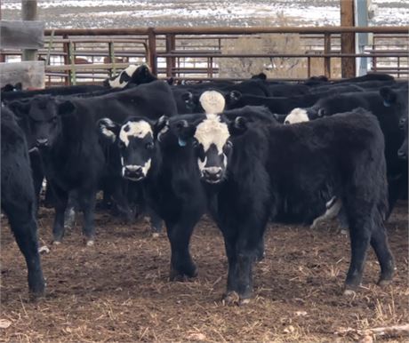 Black Baldy Steer Calves | Dell, Montana