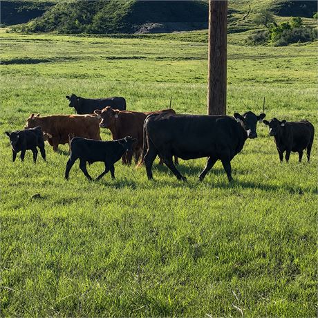 Black Angus Heifer Calves | Watford City, North Dakota